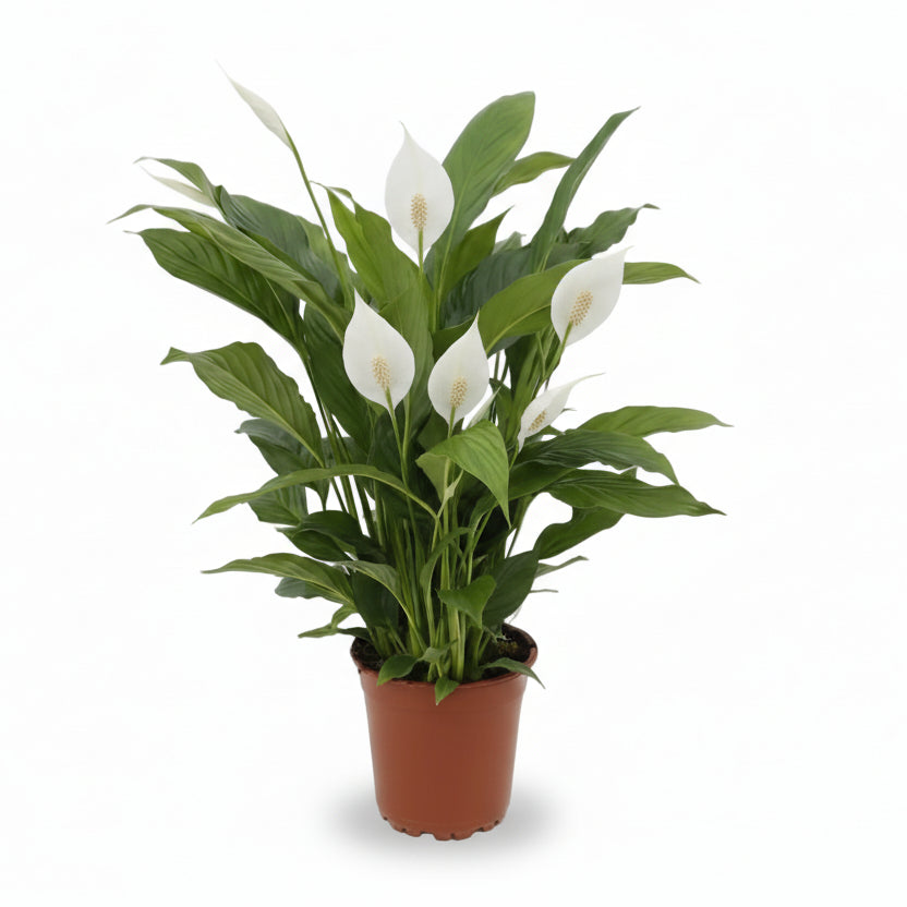 Spathiphyllum ‘Torelli’ — Lliri de la pau — Ø17 cm — H65 cm - Verdeia - 1