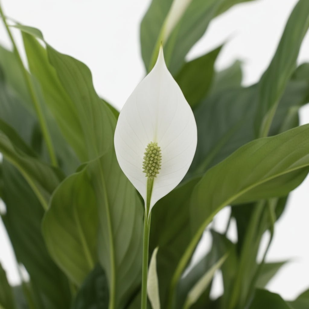 Spathiphyllum ‘Torelli’ — Lirio de la paz / Fleur de la paix — Ø17 cm — H65 cm - Verdeia - 2