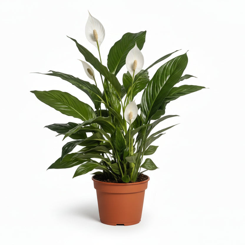 Spathiphyllum Vivaldi — Flor de lluna — Ø17 cm — A70 cm - Verdeia - 1