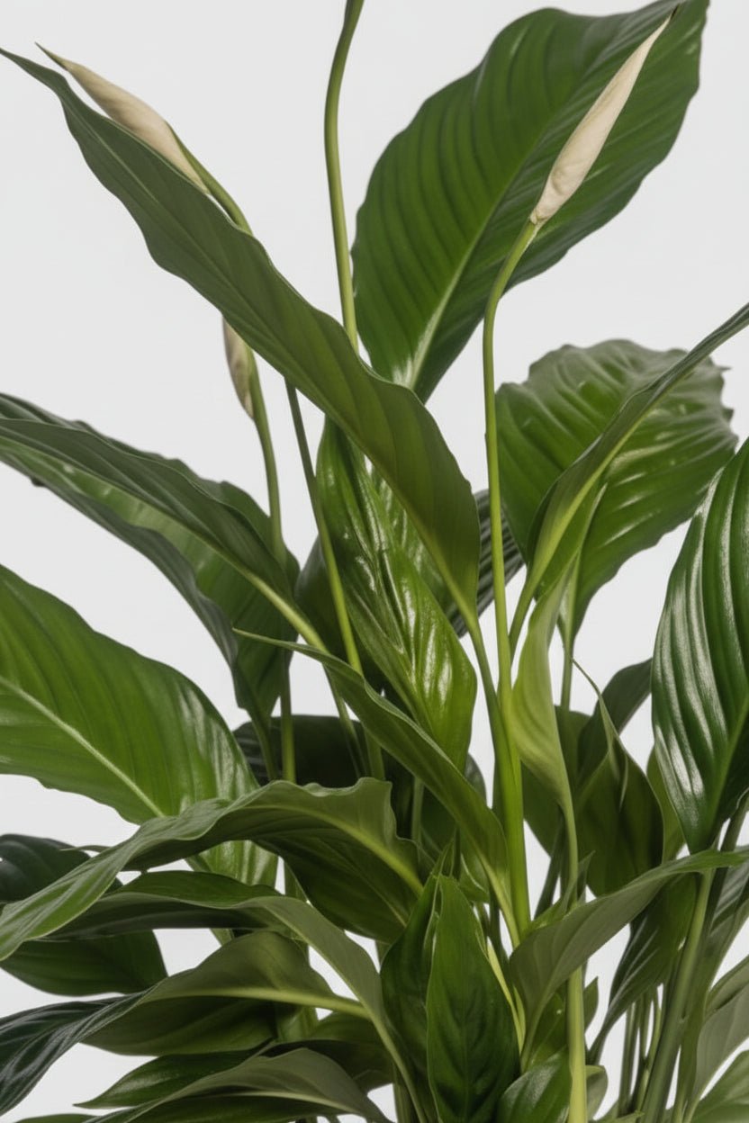 Spathiphyllum Vivaldi — Flor de luna — Ø17 cm — H70 cm - Verdeia - 2