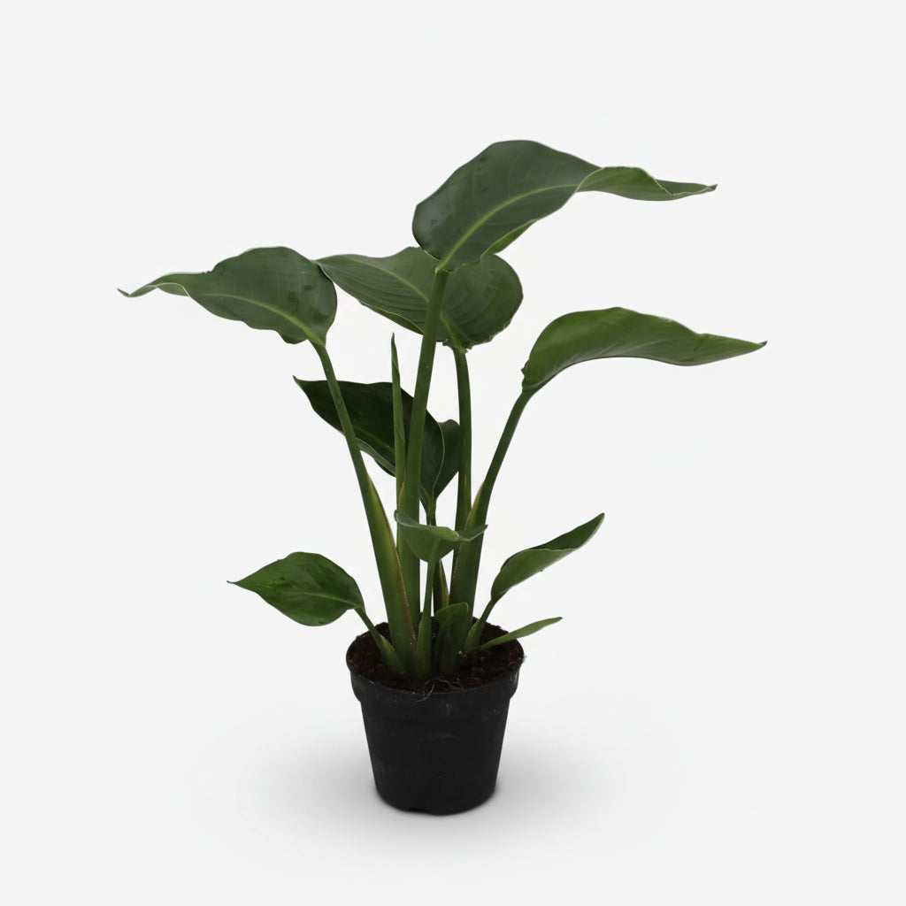 Strelitzia Nicolai — Paradisier blanco — Ave del paraíso gigante - Verdeia - 6