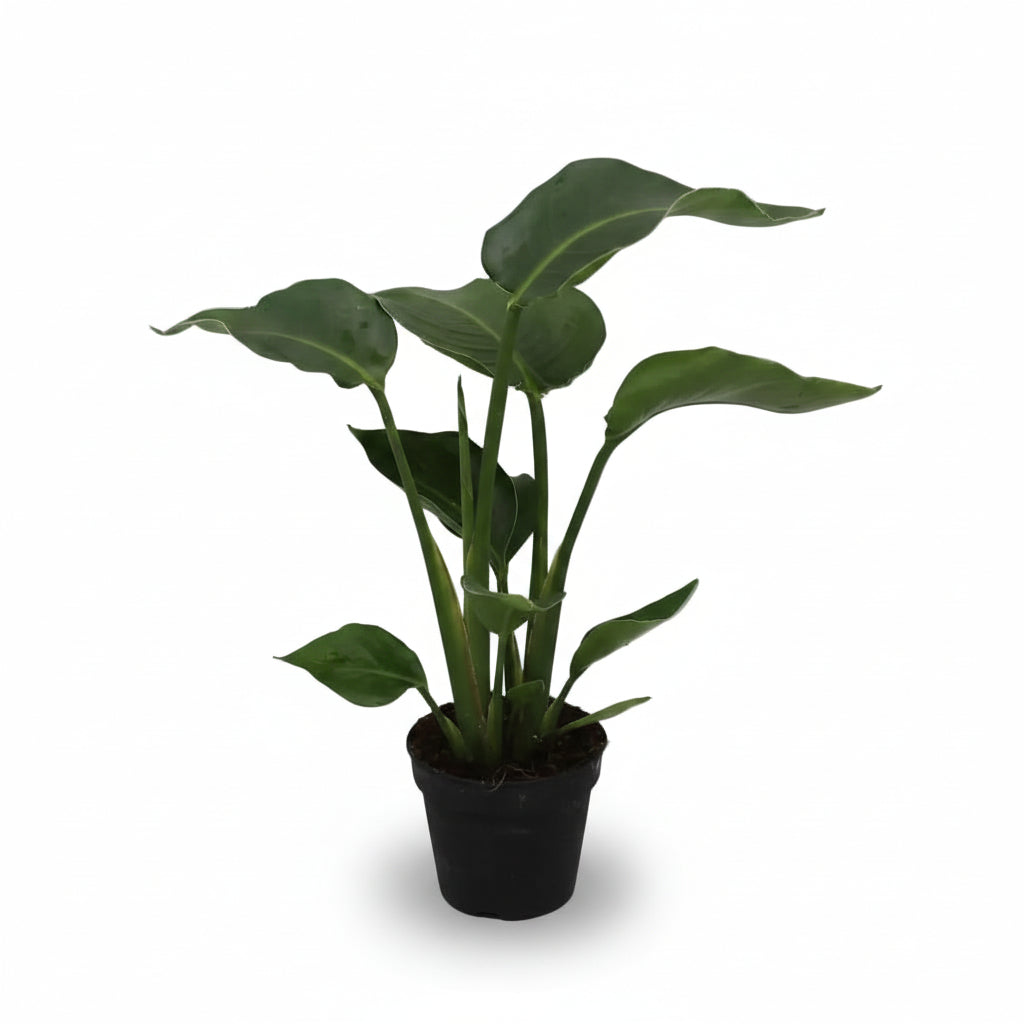 Strelitzia Nicolai — Uccello del paradiso bianco — Uccello del paradiso gigante - Verdeia - 6