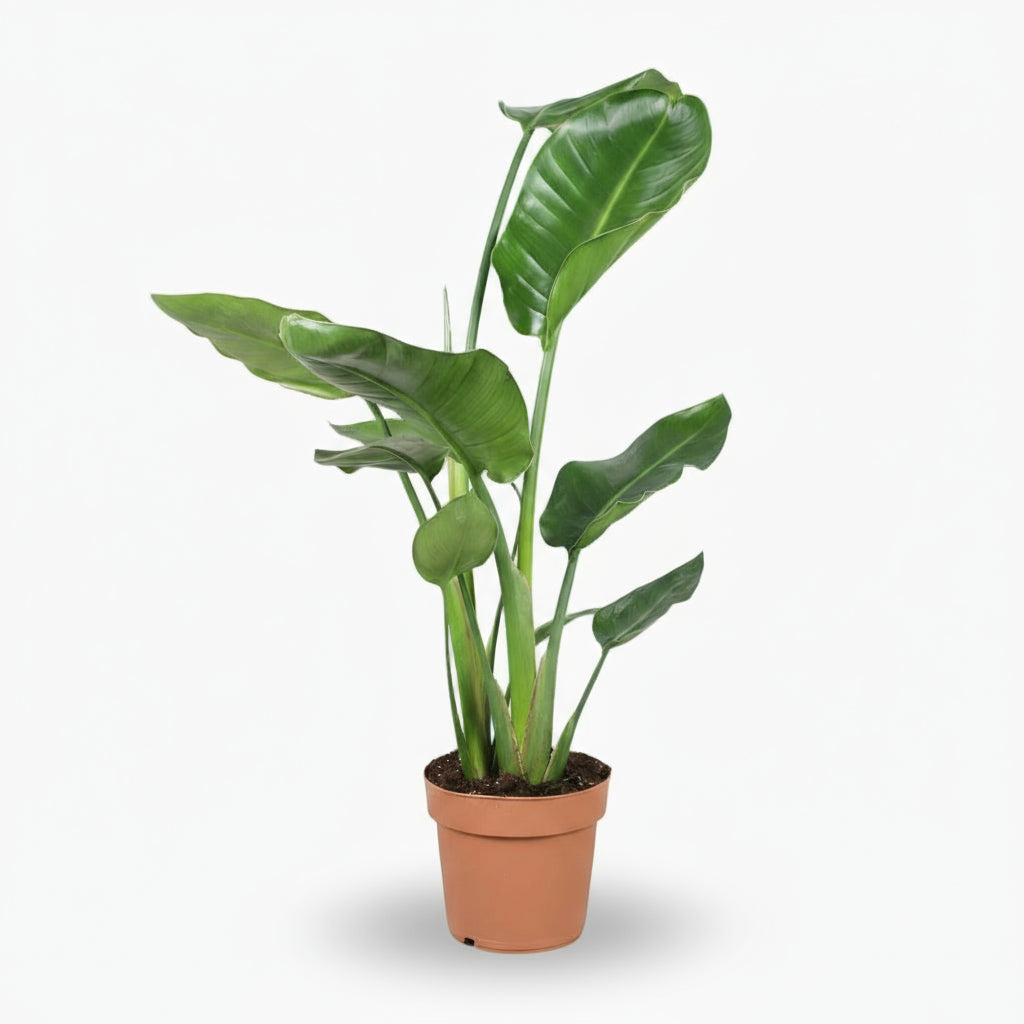 Strelitzia nicolai – Paradisier blanc / Oiseau de paradis - Verdeia