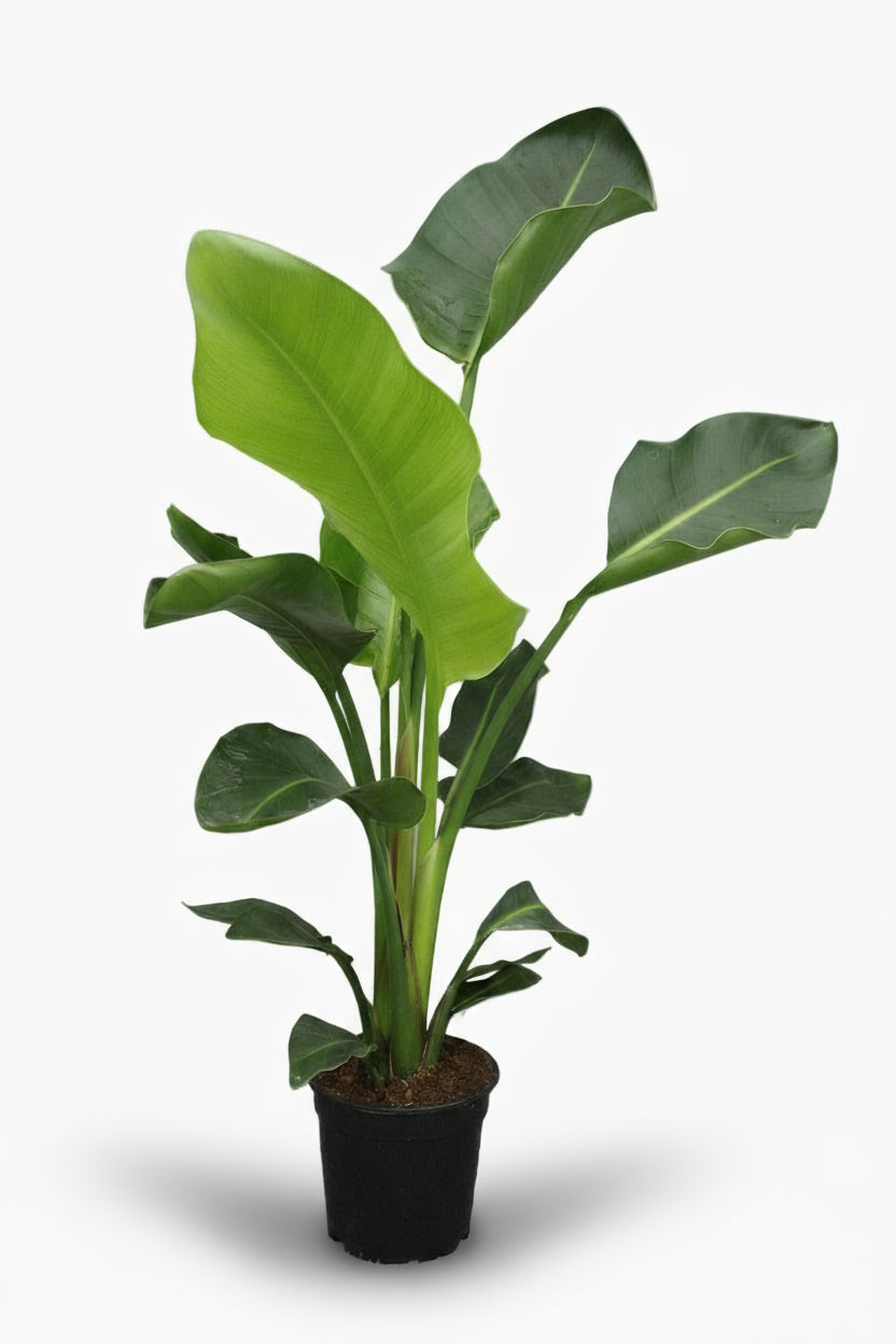 Strelitzia nicolai – Paradisier blanc / Oiseau de paradis - Verdeia