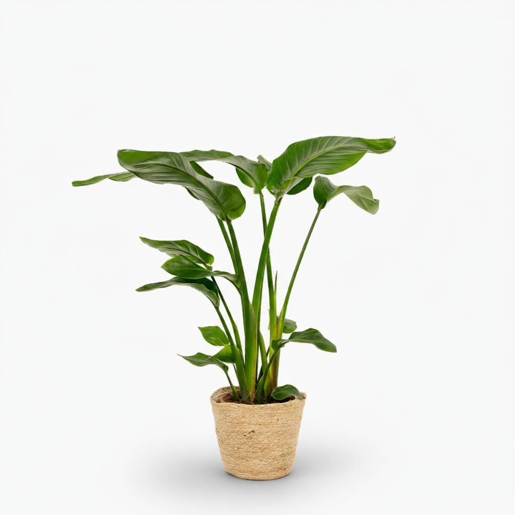 Strelitzia nicolai – Paradisier blanc / Oiseau de paradis - Verdeia