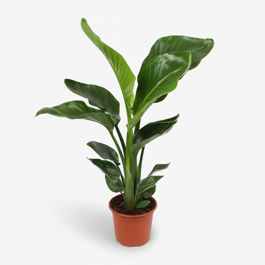 Strelitzia Nicolai — Paradisier blanc — Ave del paraíso gigante - Verdeia - 7