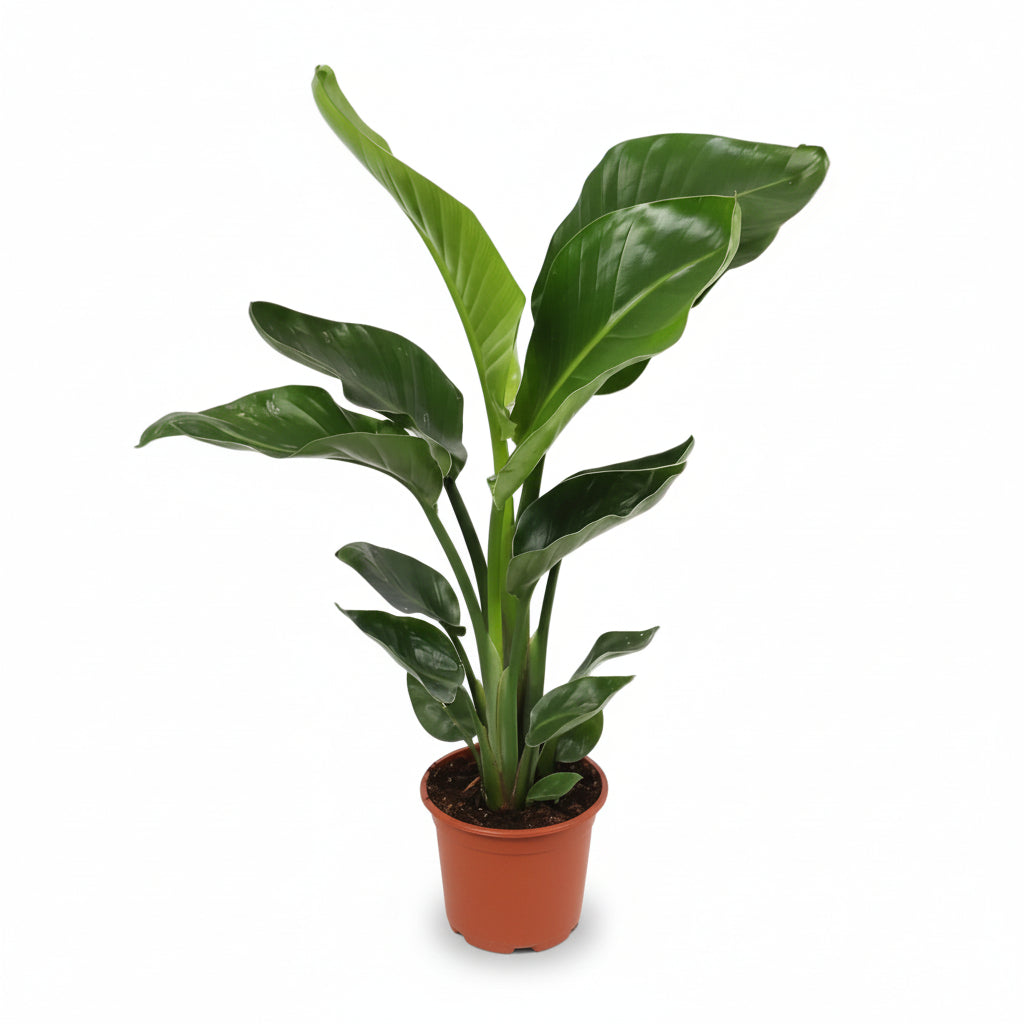 Strelitzia Nicolai — Uccello del paradiso bianco — Uccello del paradiso gigante - Verdeia - 7