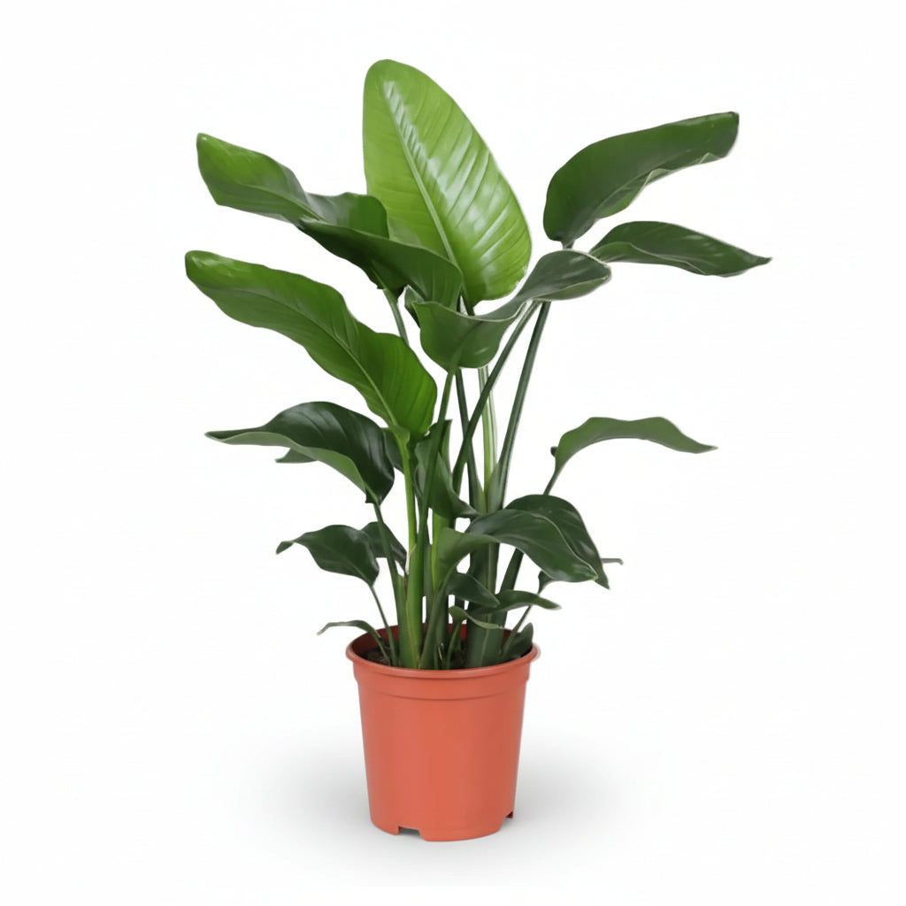 Strelitzia Nicolai — Uccello del paradiso bianco — Uccello del paradiso gigante - Verdeia - 1