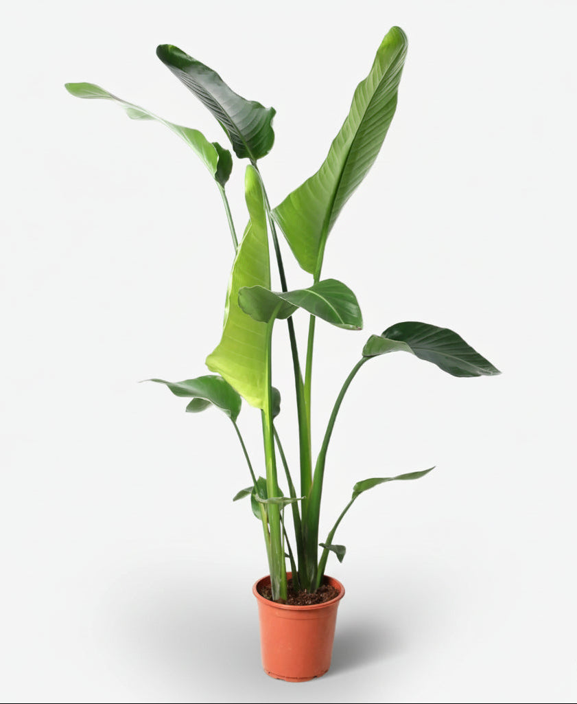 Strelitzia Nicolai — Paraíso blanco — Ave del paraíso gigante - Verdeia - 11
