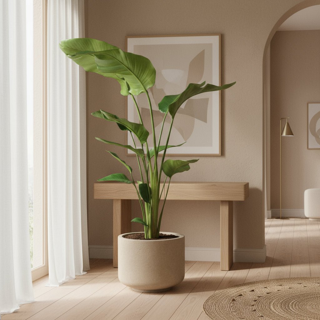 Strelitzia Nicolai — Paraíso blanco — Ave del paraíso gigante junto a una ventana en una maceta de cerámica en una sala de estilo escandinavo