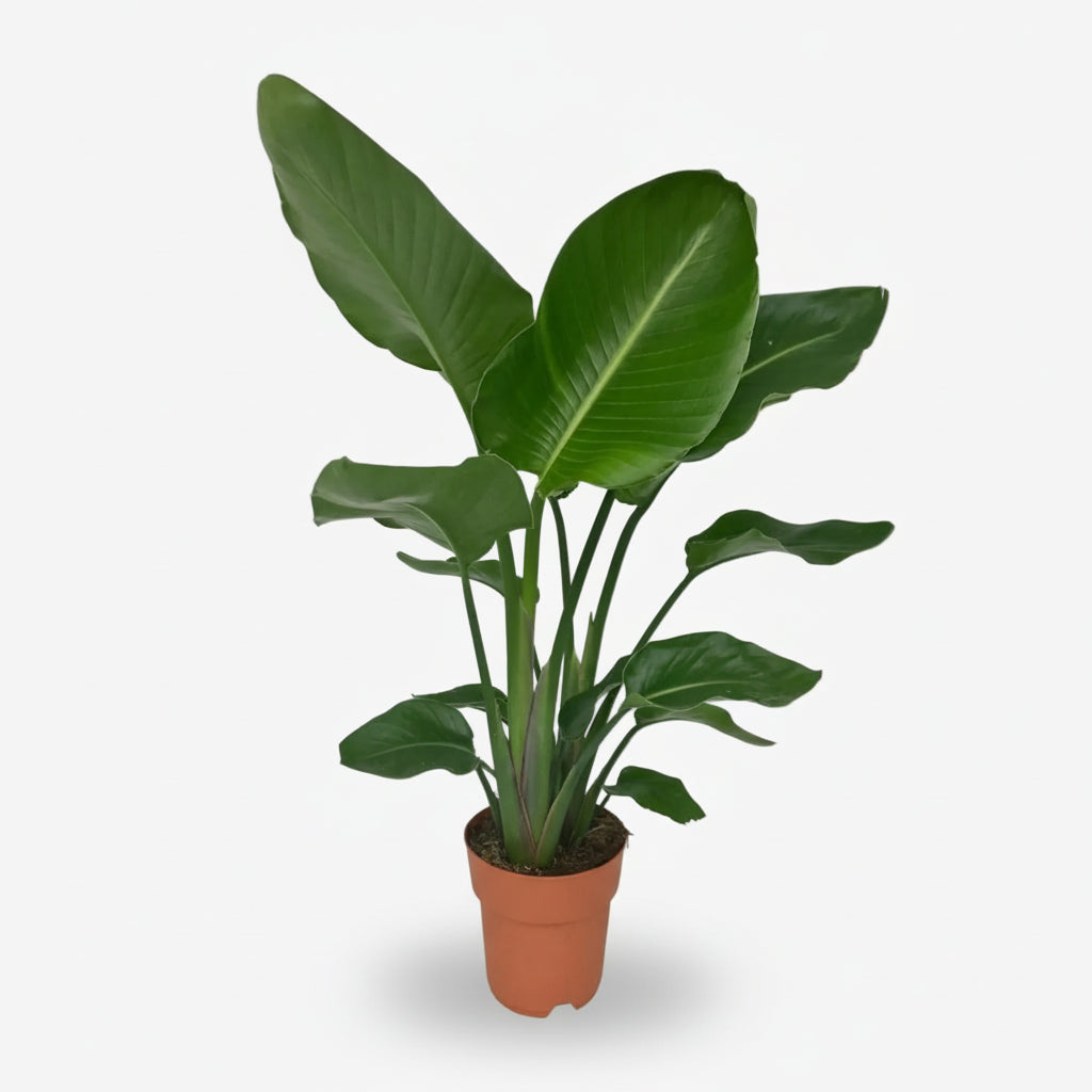 Strelitzia Nicolai — Uccello del paradiso bianco — Uccello del paradiso gigante - Verdeia - 10