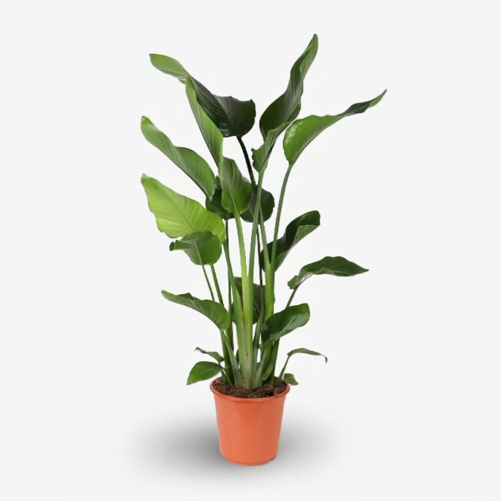 Strelitzia Nicolai — Uccello del paradiso bianco — Uccello del paradiso gigante - Verdeia - 13