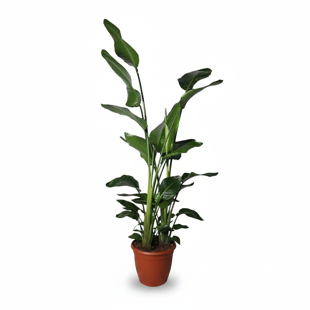 Strelitzia Nicolai (Paradisier blanc) - Verdeia - 17