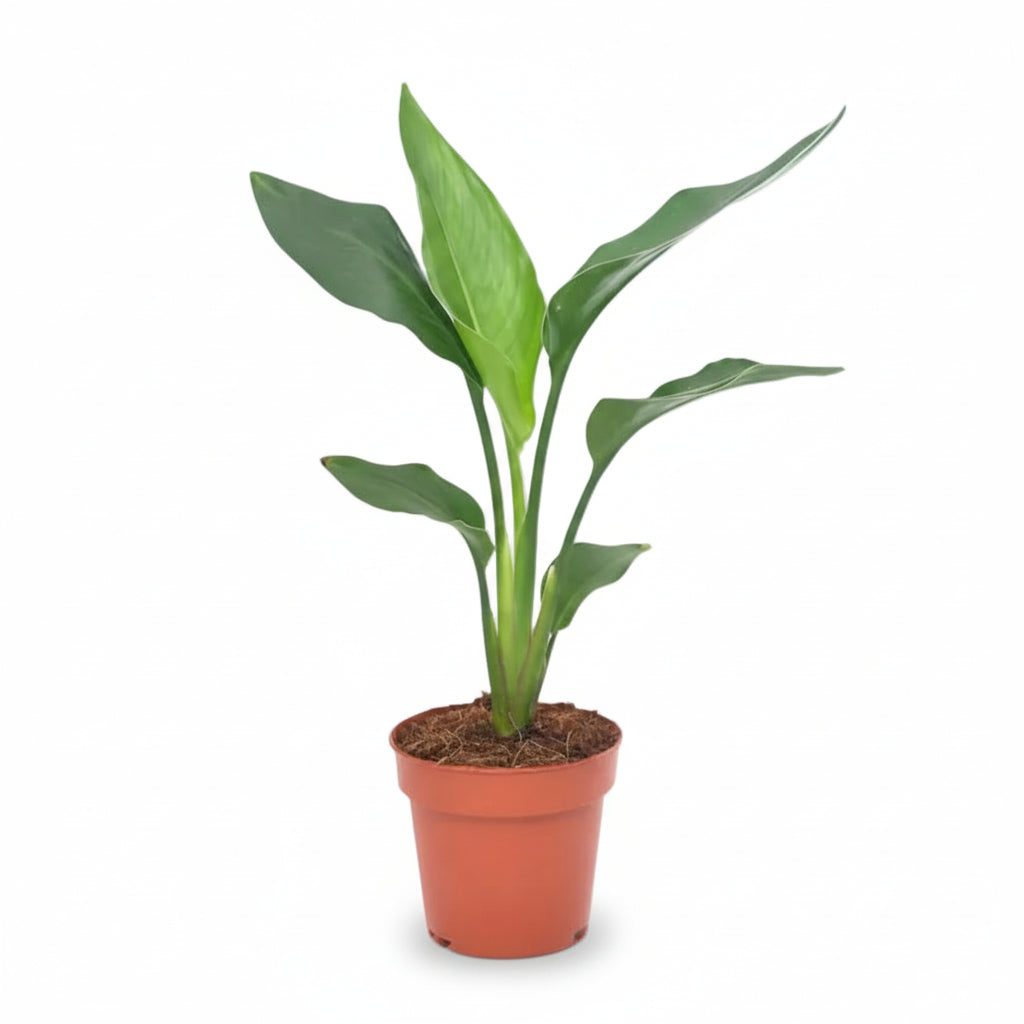 Strelitzia Reginae — Ave del paraíso — Ø12 cm — H40 cm - Verdeia - 1