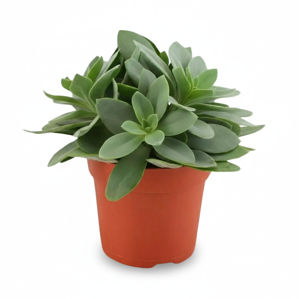 Succulente Senecio Cephalophorus - 10,5 x 15 cm - Verdeia - 1