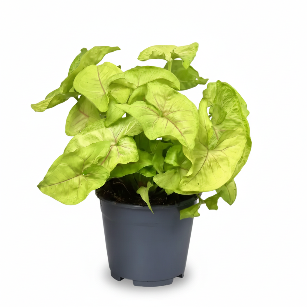 Syngonium Golden — Planta flecha dorada — Ø14 cm — H30 cm - Verdeia - 1
