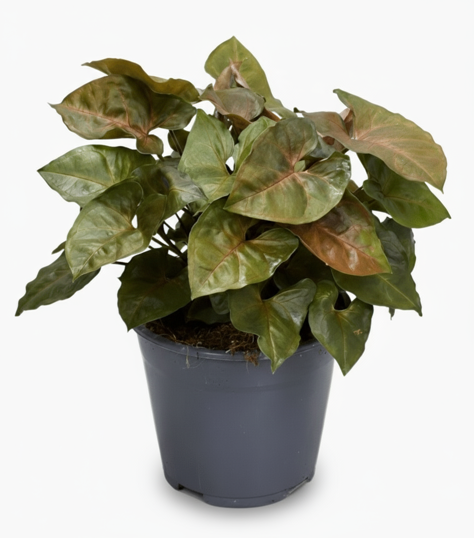 Syngonium Maria – Pied d’oie rose cuivré - Ø14cm - ↕25cm - Verdeia