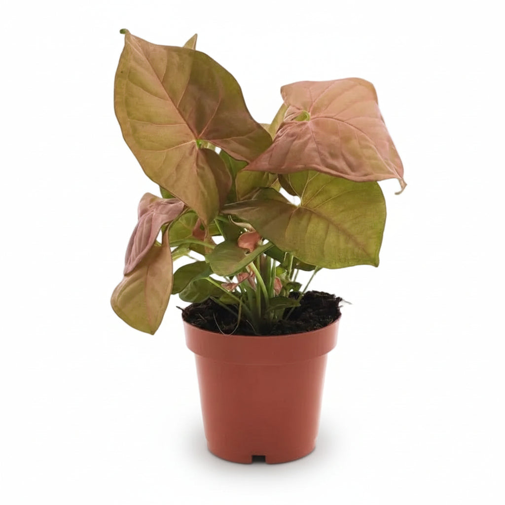 Syngonium Neon — Gęsia stopa — Ø12 cm — H25 cm - Verdeia - 1
