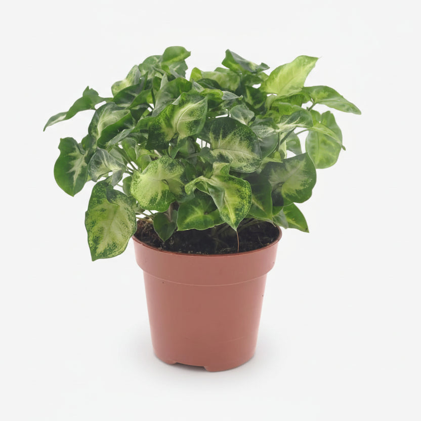 Syngonium Pixie — Ø12 cm — H20 cm - Verdeia - 1