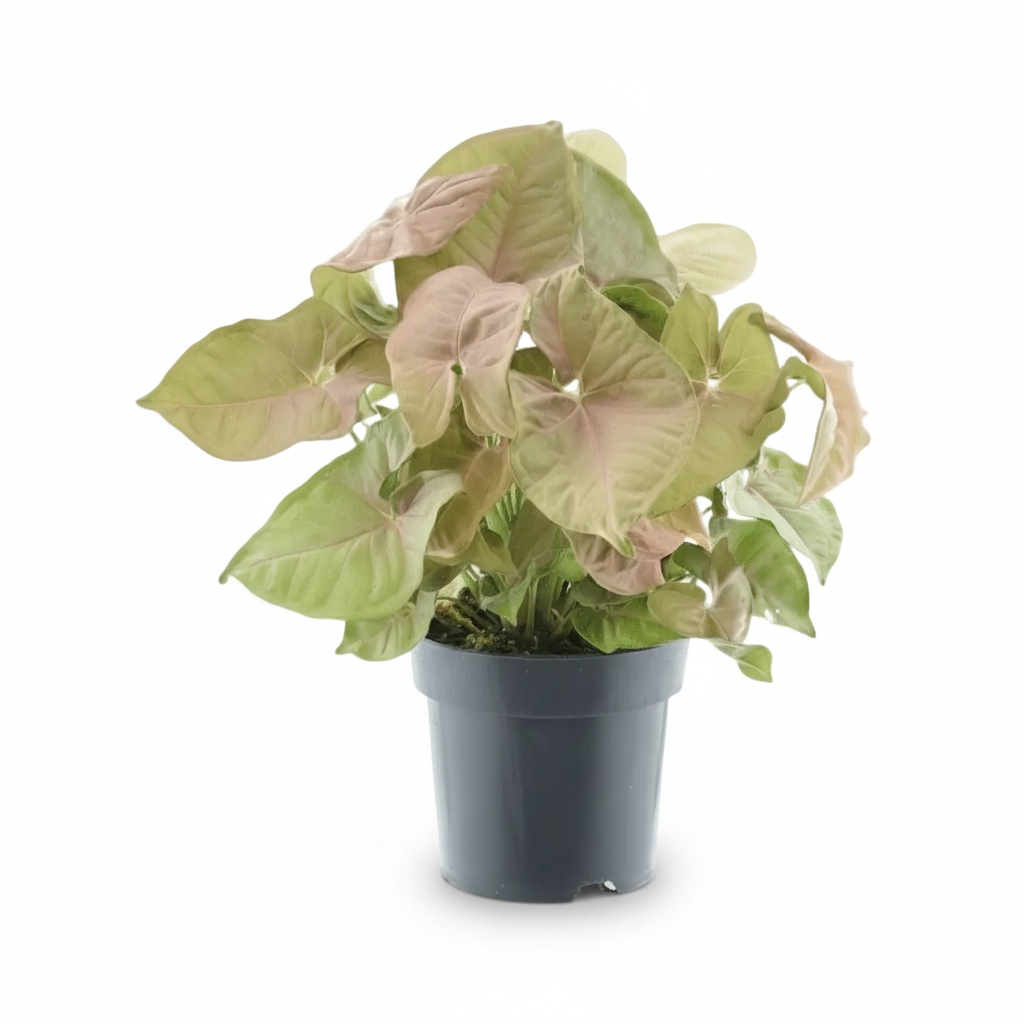 Syngonium Red Heart Feel Green – D14 x H30 cm - Verdeia - 1