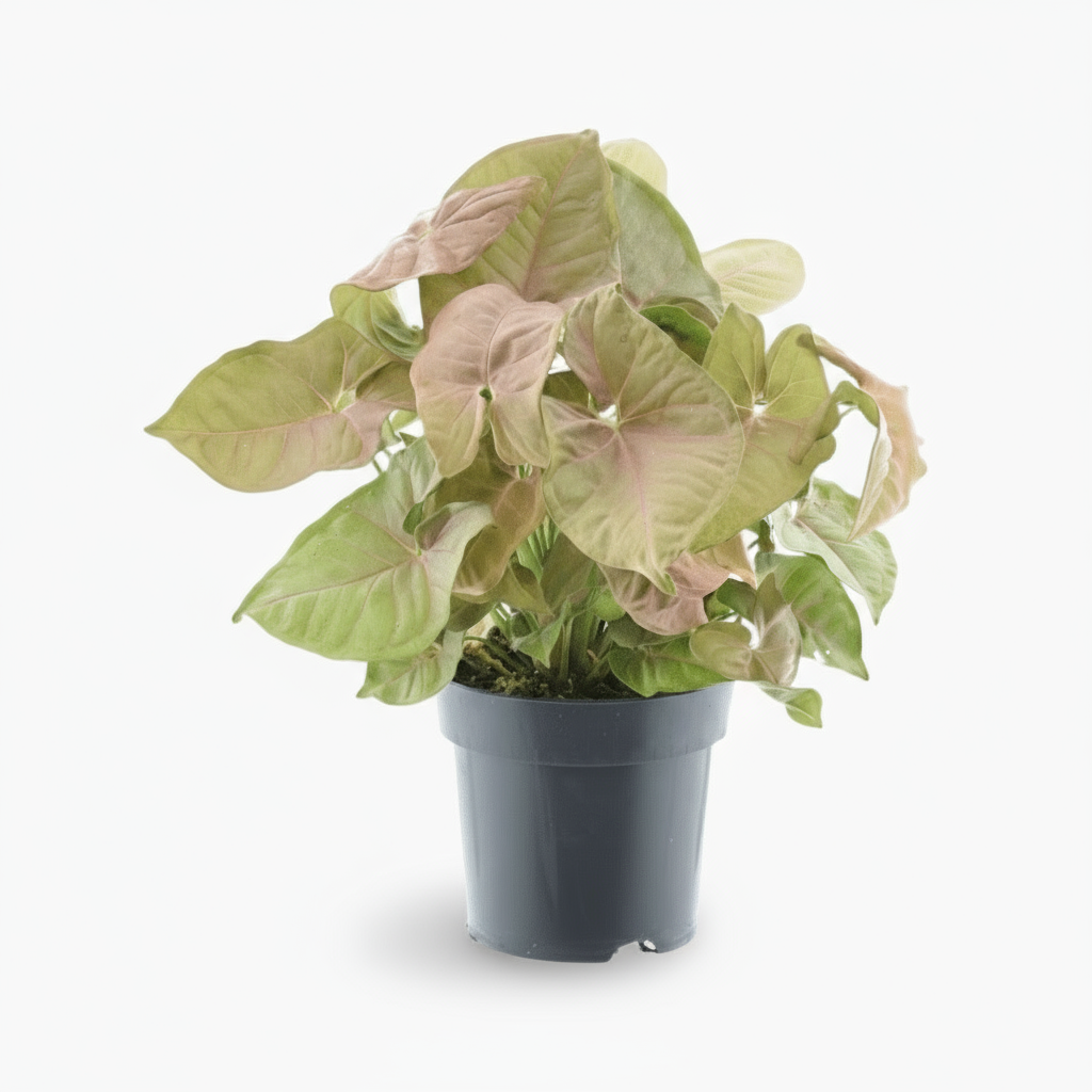 Syngonium Red Heart Feel Green – D14 x H30 cm - Verdeia - 1