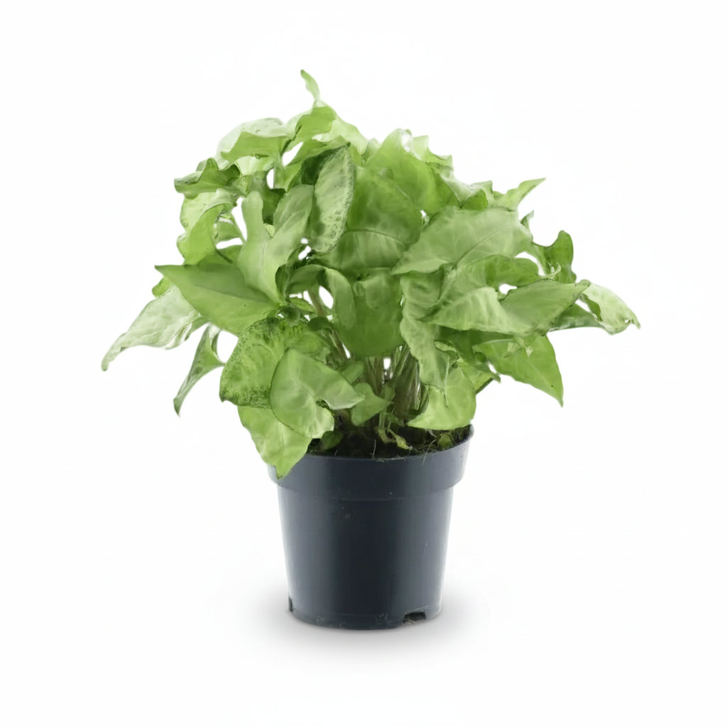Syngonium Mariposa Blanca – D14 x A35 cm - Verdeia - 1