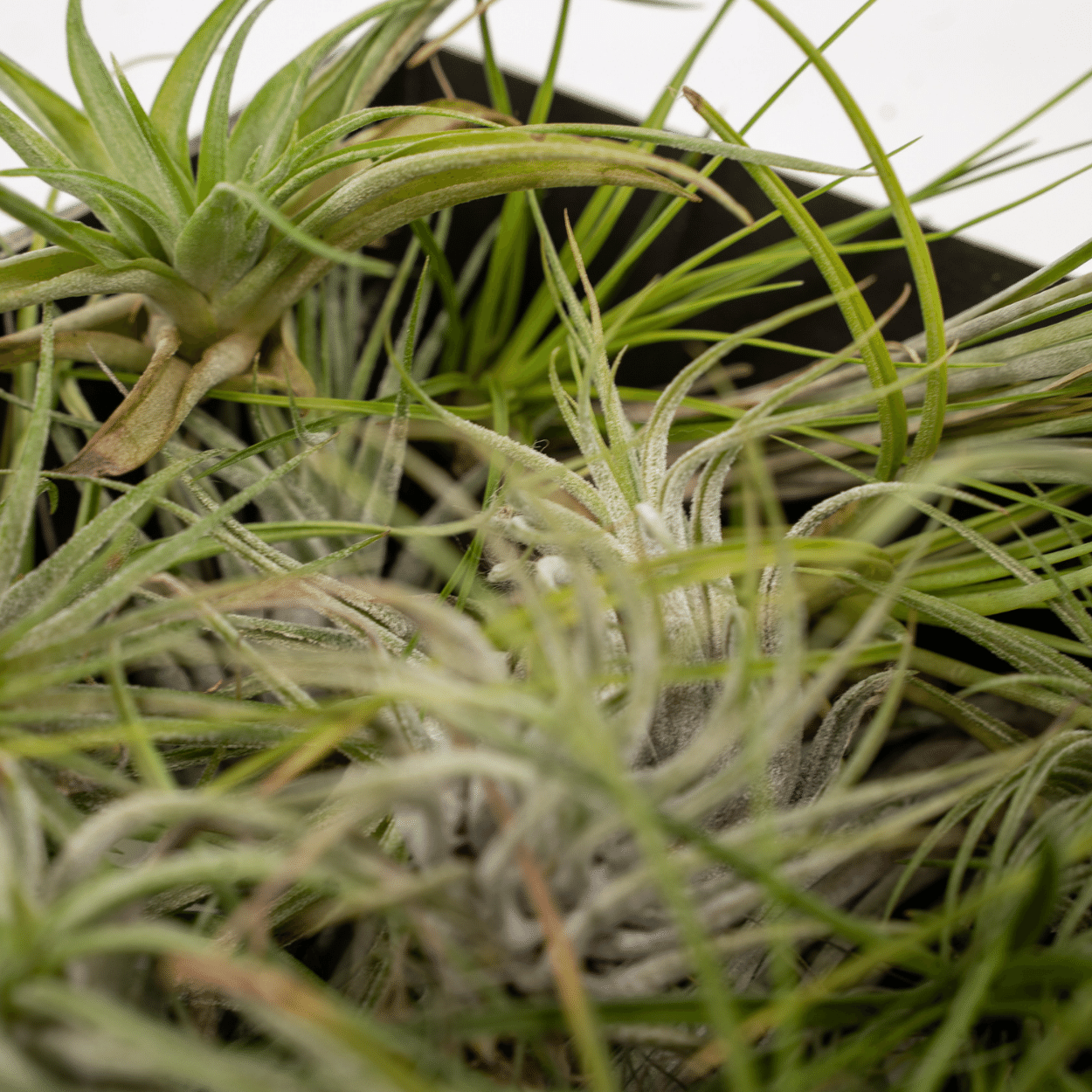 Tillandsia Air mix — Lote de 10 plantas aéreas — Ø6 cm - Verdeia - 2