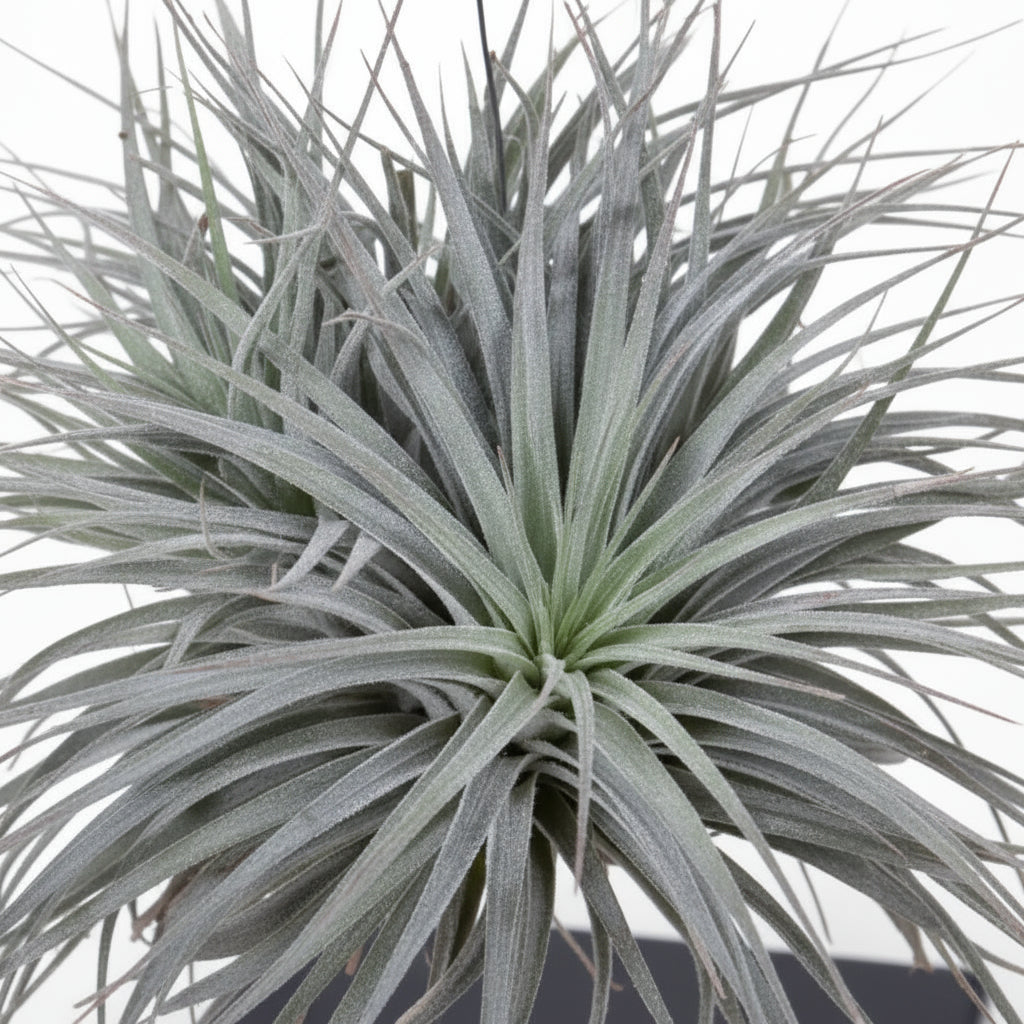 Tillandsia ionantha Abdita – Air Plant Cube Mix – Ø20cm – ↕20cm - Verdeia
