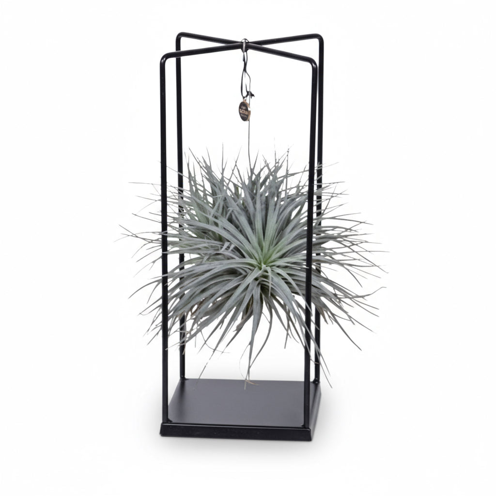Tillandsia ionantha Abdita – Mezcla de plantas aéreas en cubo – D20cm x A20 cm - Verdeia - 1
