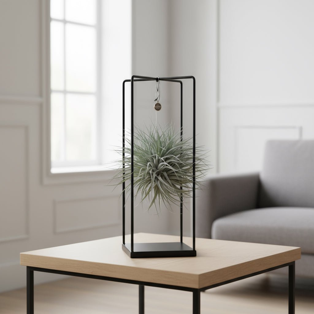 Tillandsia ionantha Abdita – Mezcla de Plantas de Aire en Cubo – D20cm x A20 cm - Verdeia - 3