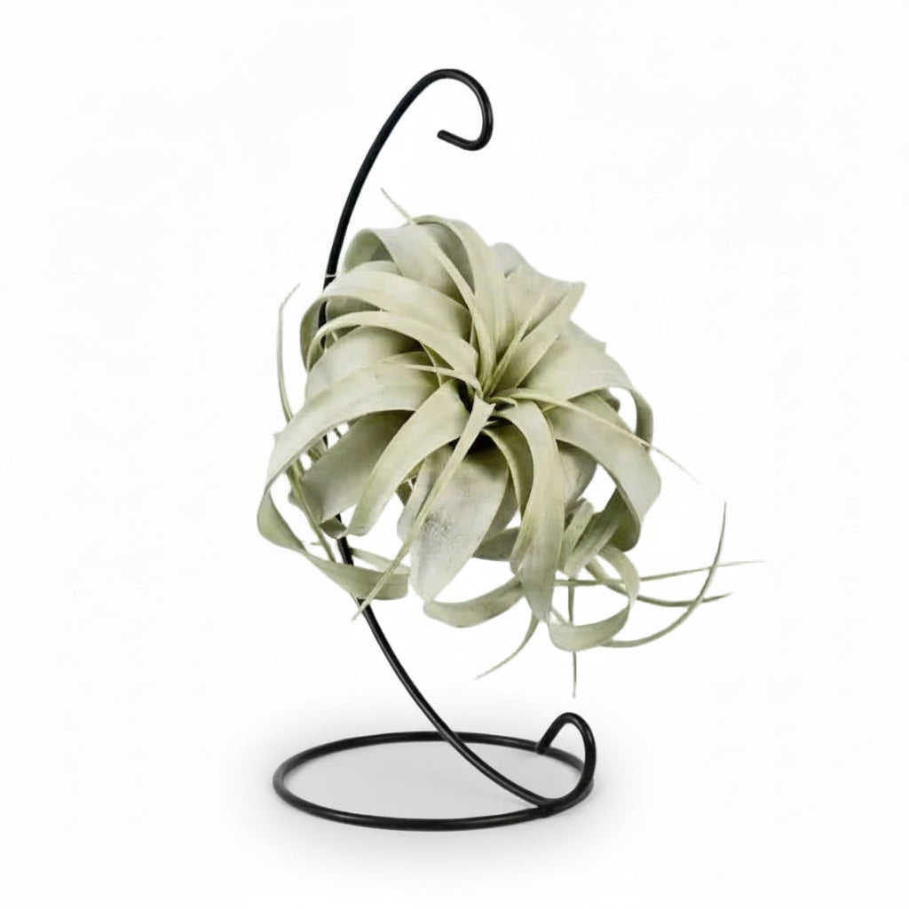 Tillandsia King Xero — Luftplante — Ø12 cm — H23 cm - Verdeia - 1