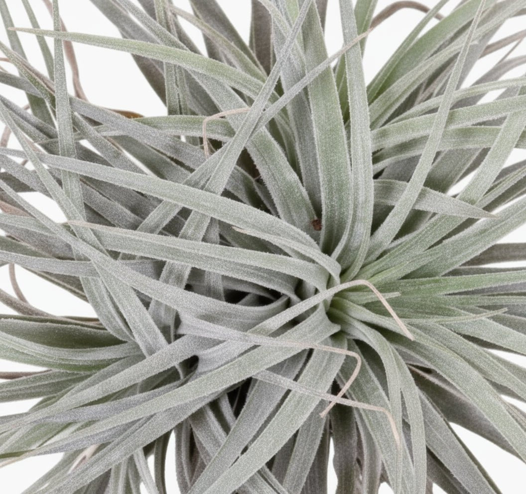 Tillandsia Super Silver XL – Planta aérea de interior – D20 x H15 cm - Verdeia - 2