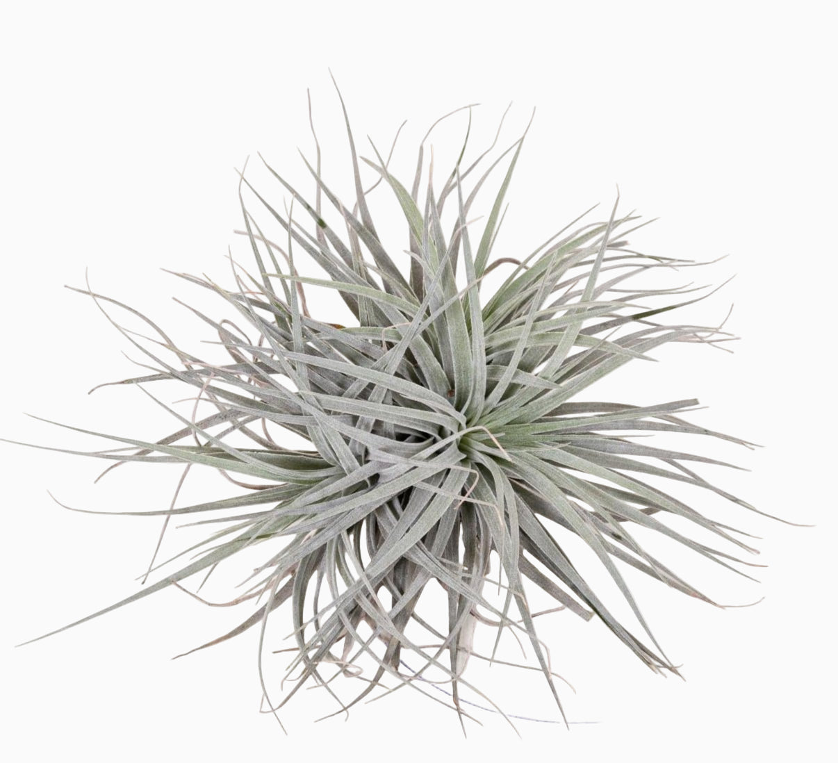 Tillandsia Super Silver XL – Planta aérea de interior – D20 x A15 cm - Verdeia - 1