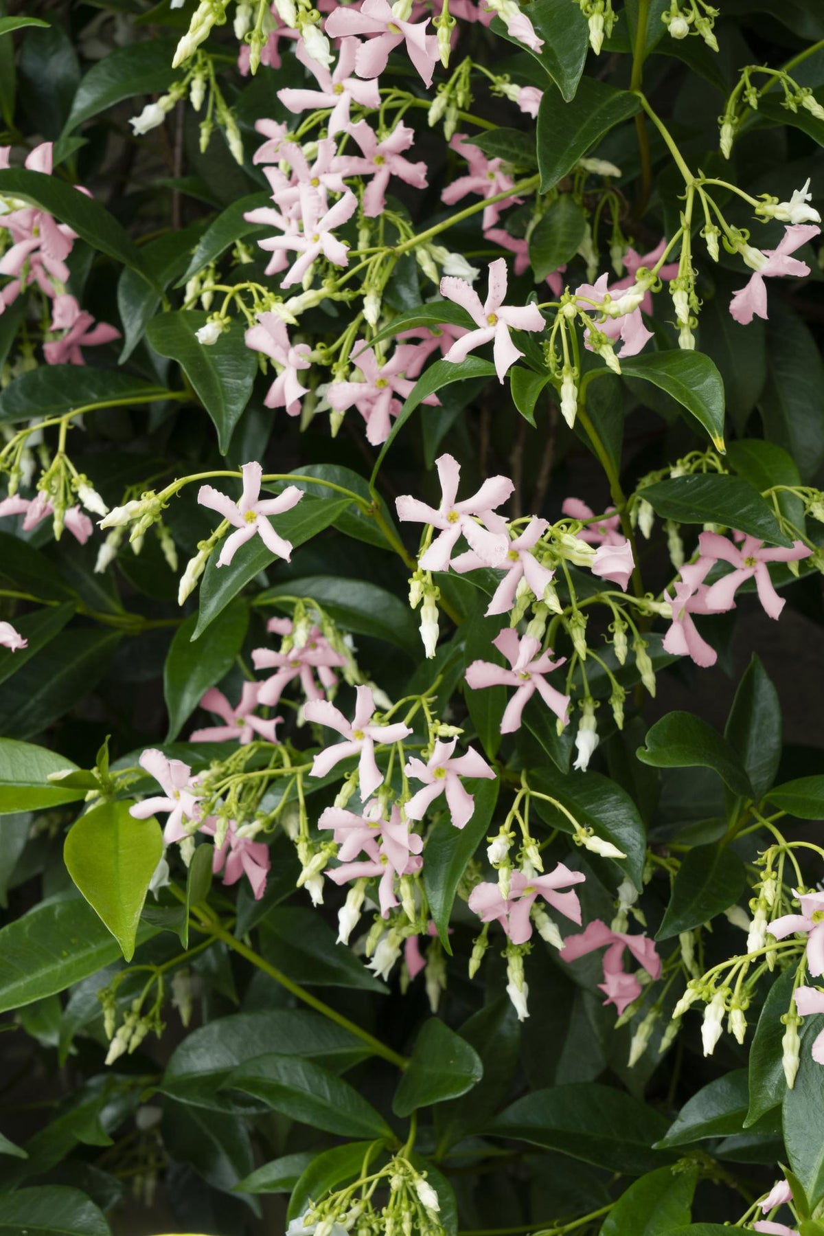 Trachelospermum ‘Star of Ibiza’ – Gessamí estrellat rosa – D15cm x H65cm - Verdeia - 4