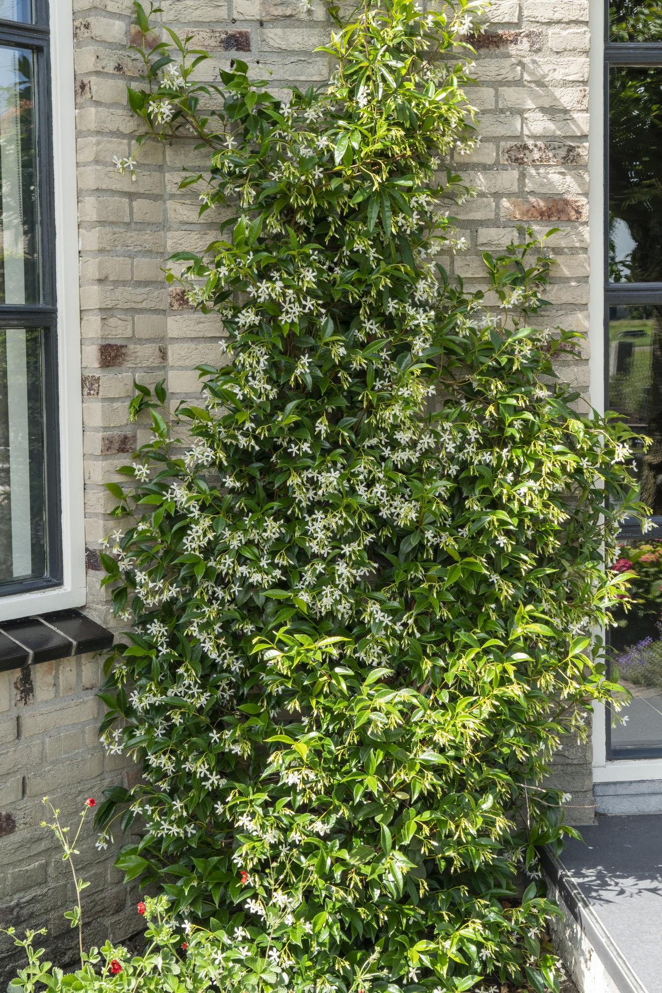 Trachelospermum ‘Star of Venice’ – Jasmin étoilé blanc – D15cm x H65cm - Verdeia