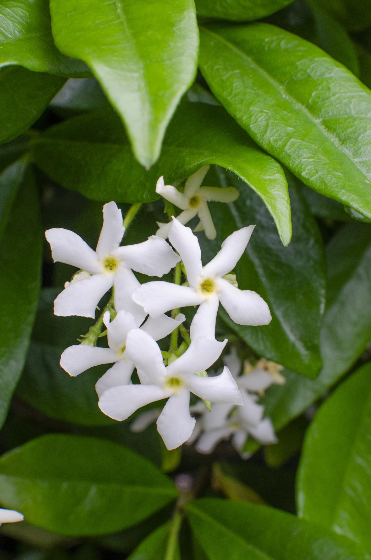 Trachelospermum ‘Star of Venice’ – Gessamí estrellat blanc – D15cm x H65cm - Verdeia - 1