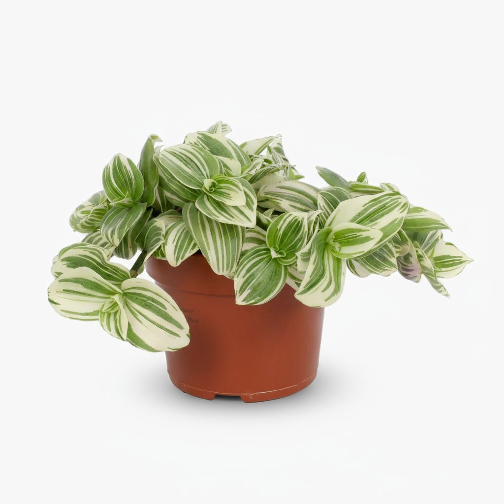 Tradescantia albiflora ‘Giant White Beach’ D12 x H17 cm - Verdeia - 1