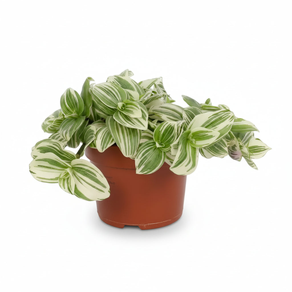 Tradescantia albiflora ‘Giant White Beach’ D12 x A17 cm - Verdeia - 1