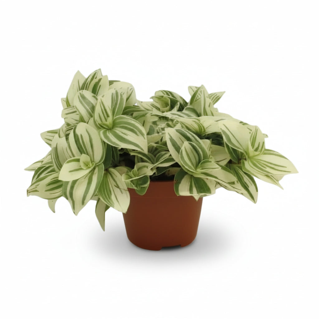 Tradescantia ‘Brightness’ — D12 x A20 cm - Verdeia - 1