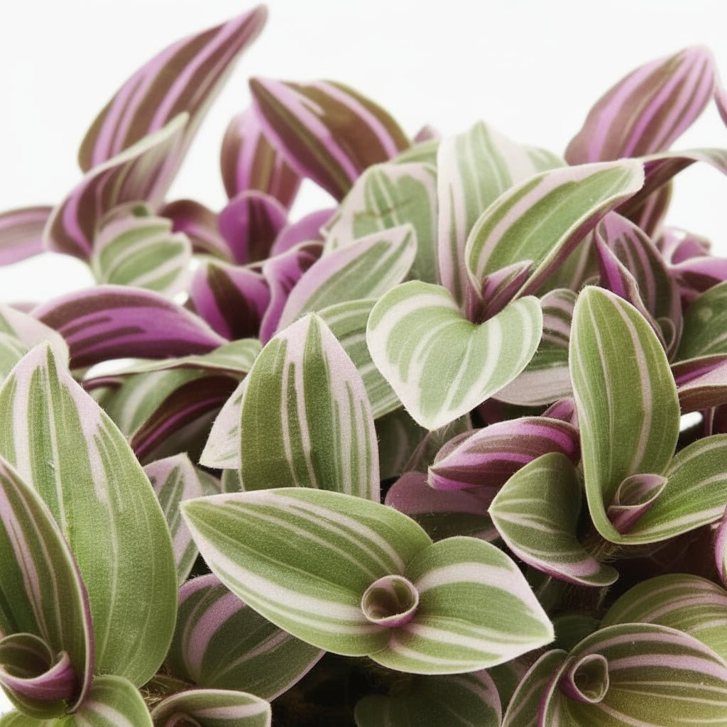 Tradescantia ‘Sweetness’ — Ø10.5 cm — H10 cm - Verdeia - 2