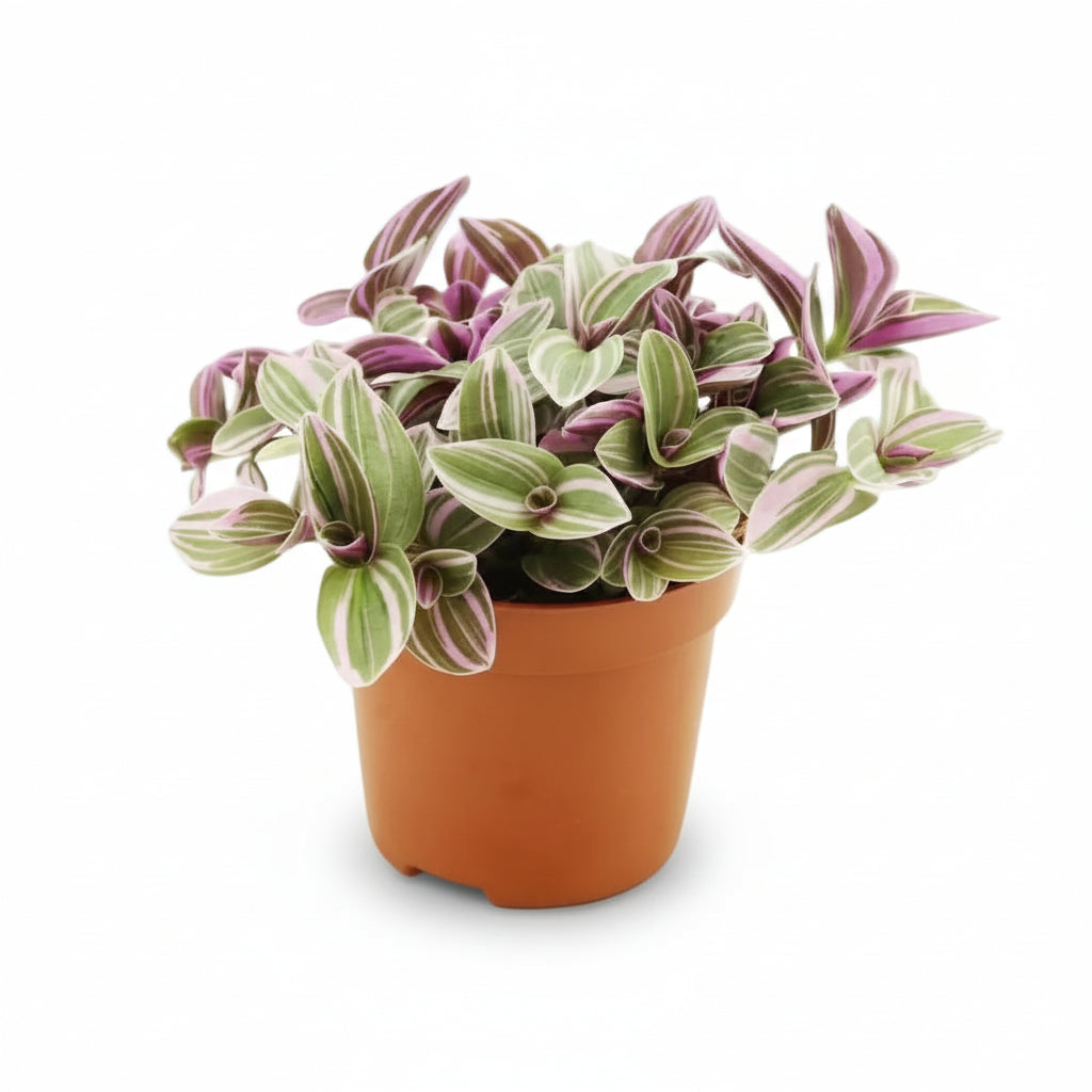 Tradescantia ‘Sweetness’ — Ø10.5 cm — H10 cm - Verdeia - 1