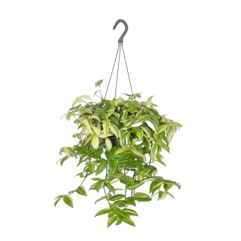 Tradescantia Yellow Hill — Misère — Ø17 cm — H40 cm - Verdeia - 1