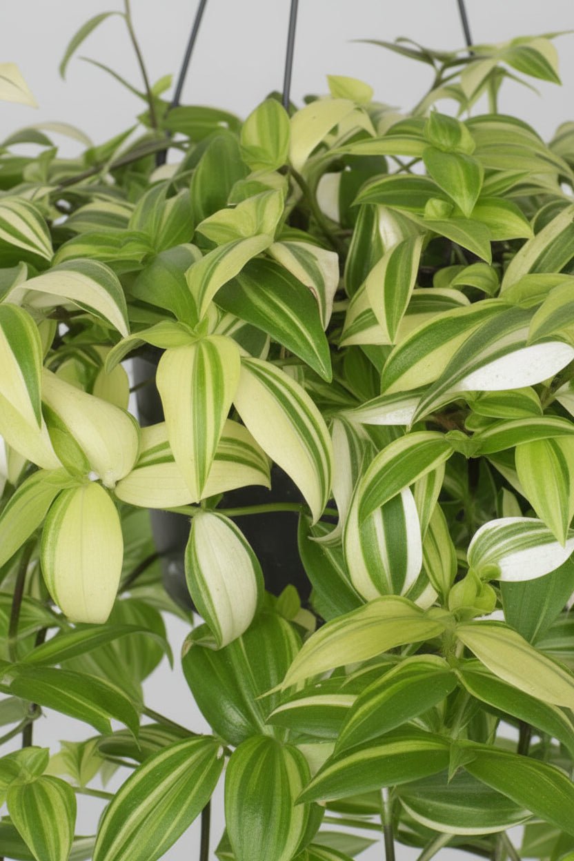 Tradescantia Yellow Hill — Amor de hombre — Ø17 cm — H40 cm - Verdeia - 2