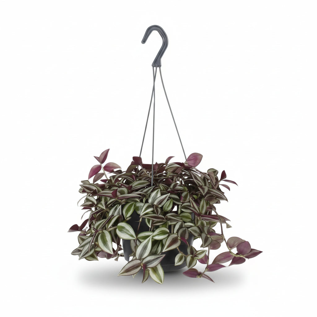 Tradescantia Zebrina Purpusii — Misère pourpre — Ø17 cm — H30 cm - Verdeia - 1