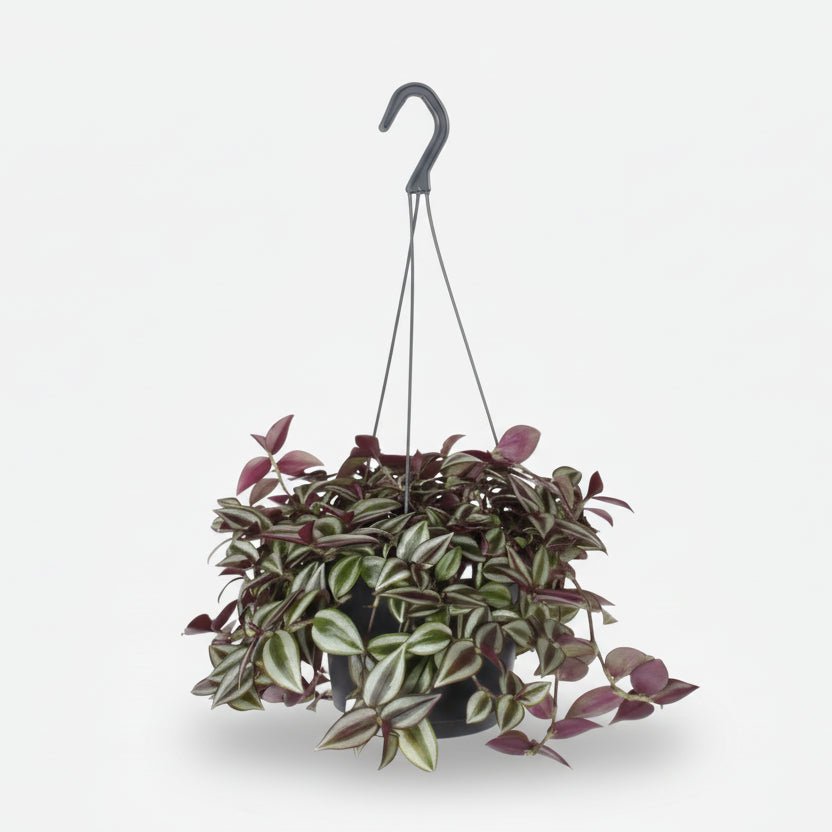 Tradescantia Zebrina Purpusii — Purple Wandering Jew — Ø17 cm — H30 cm - Verdeia - 1
