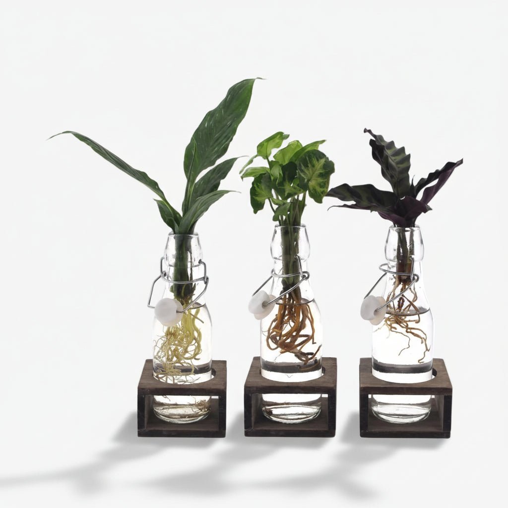 Trio de plantes hydroponiques — Bouteilles verre et socles bois - Verdeia - 1