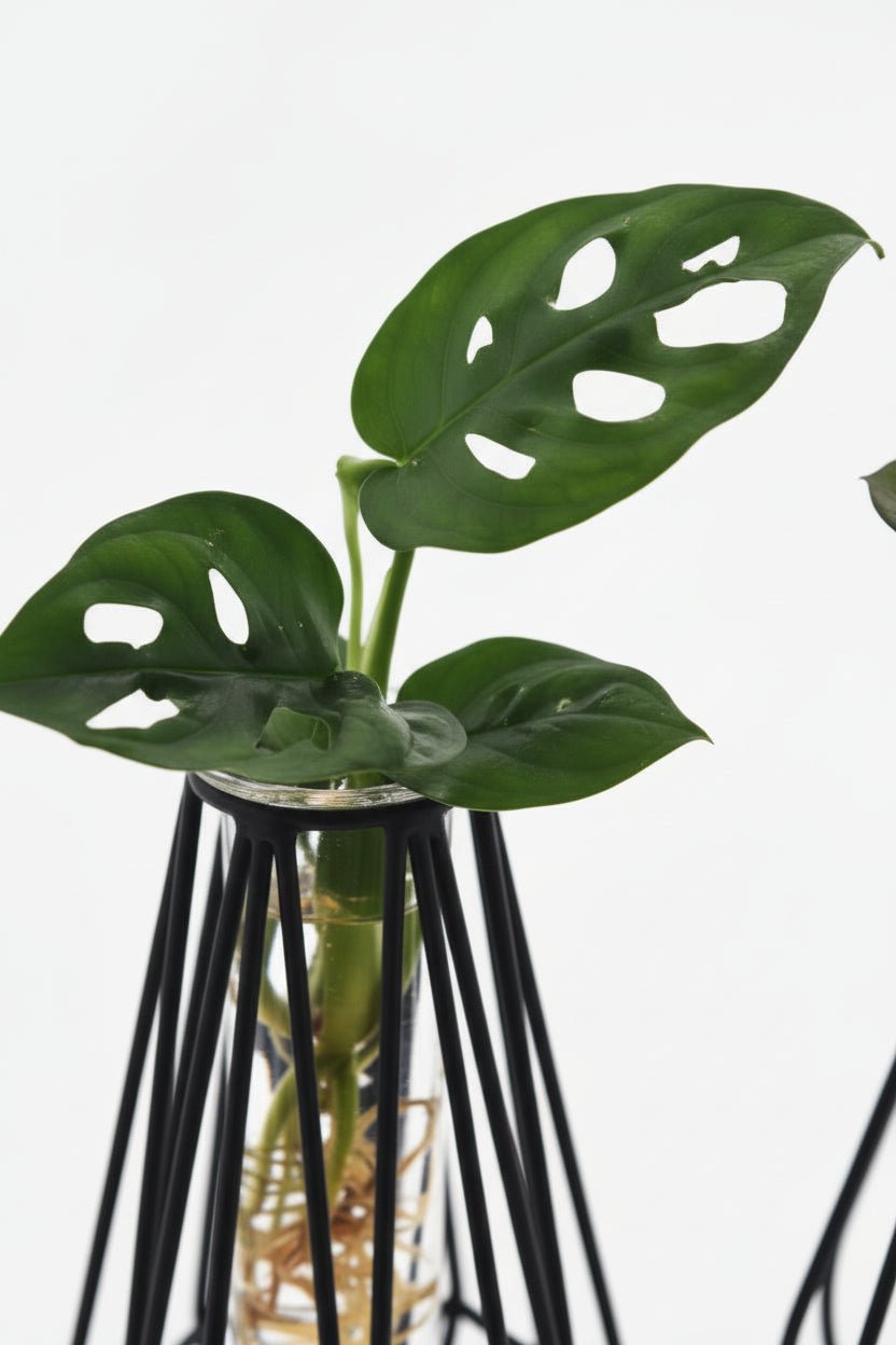 Trío de plantas hidropónicas — Jaulas de metal negro LED - H20 cm | Ø7 cm - Verdeia - 2