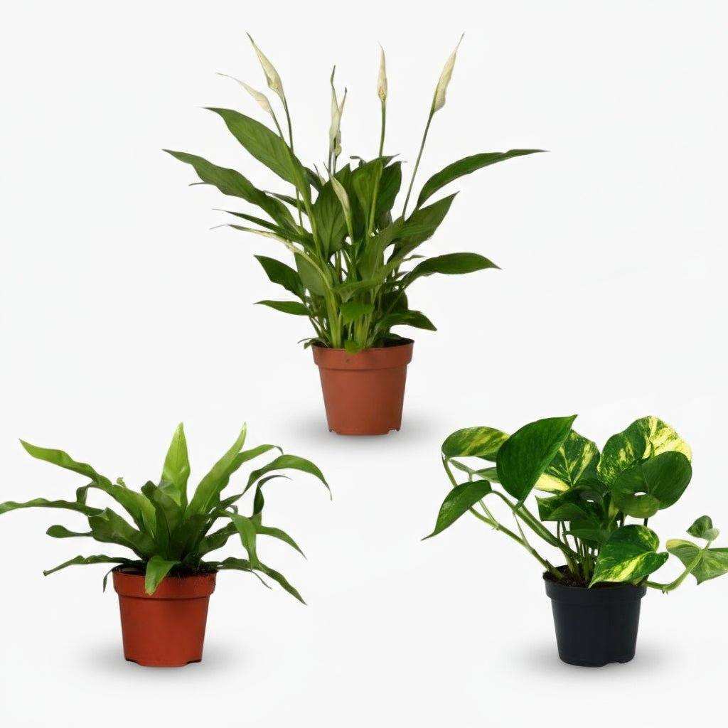Trío depurador – Asplenium, Spathiphyllum y Epipremnum — Ø12 cm — Altura 20 a 45 cm - Verdeia - 1