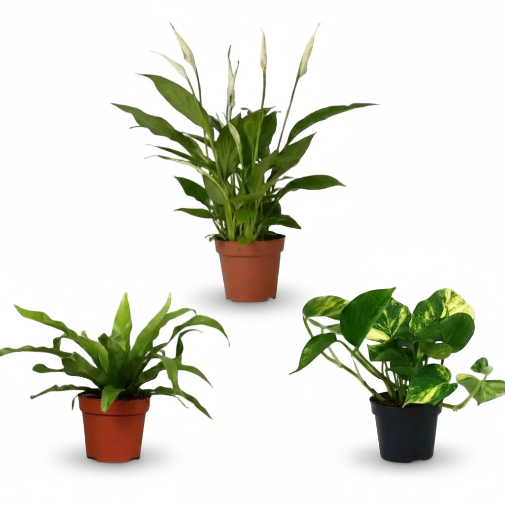 Luftreinigendes Trio – Asplenium, Spathiphyllum & Epipremnum — Ø12 cm — H20 bis 45 cm - Verdeia - 1