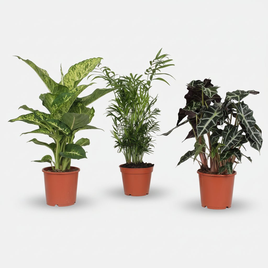 Überraschungs-Trio — 3 Zimmerpflanzen - H45 - 55 cm | Topf Ø17 cm - Verdeia - 1